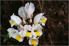 Curcuma oligantha var. oligantha